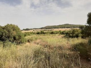 Rural plot in Porreres