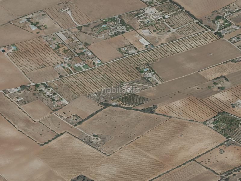Foto 99b00565-90c4-4e96-bdda-1051267bc0f0. Pis a Binissalem