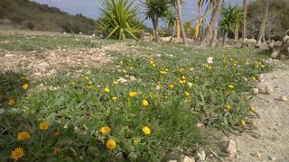 Rural plot in Petra