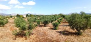 Residential Plot in Pollença Poble