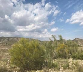 Terreny residencial a Cieza