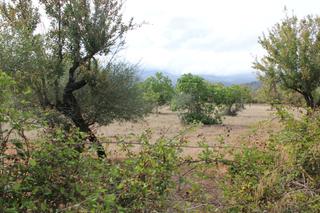 Terreny residencial a Campanet