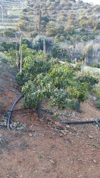 Foto aa4a8578-b90a-42ba-b31b-33b49e8f5747. Finca rústica a Cotobro Almuñécar