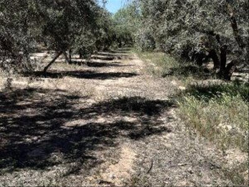 Foto c3677fb8-bb6c-410b-9d1b-364dc4a56bf0. Finca rústica a Cehegín