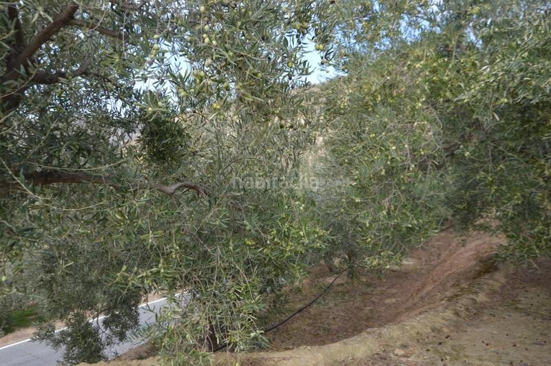 Foto 3a5be853-aef5-4f9a-affe-33c1d730d950. Finca rústica a Valle (El)