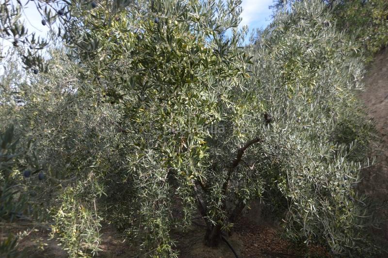 Foto 6889f4f0-ea27-489d-b97b-7e8db3450de7. Finca rústica a Valle (El)