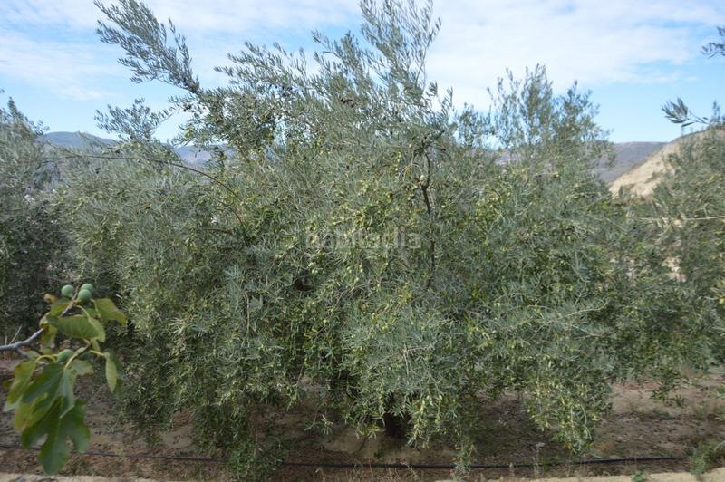Foto bde1b2dd-8494-4d87-a095-22cb3f230b7e. Finca rústica a Valle (El)