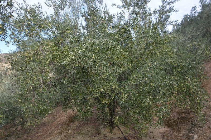 Foto d848bda5-65a8-4933-9dfa-256de2592706. Finca rústica a Valle (El)