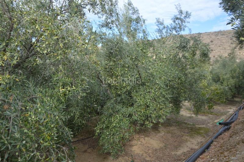 Foto e326b583-f9f5-4931-8b0f-5b82b54d3823. Finca rústica a Valle (El)