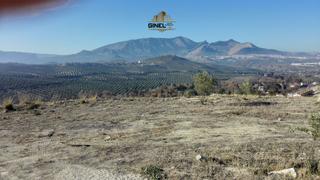 Terreny residencial a Guardia de Jaén (La). Parcela en venta en afueras de jaén  antigua crtra. granada.