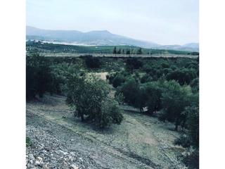 Landgut  Lucena-doña mencía. Finca parcela de olivos  cerillo el viento