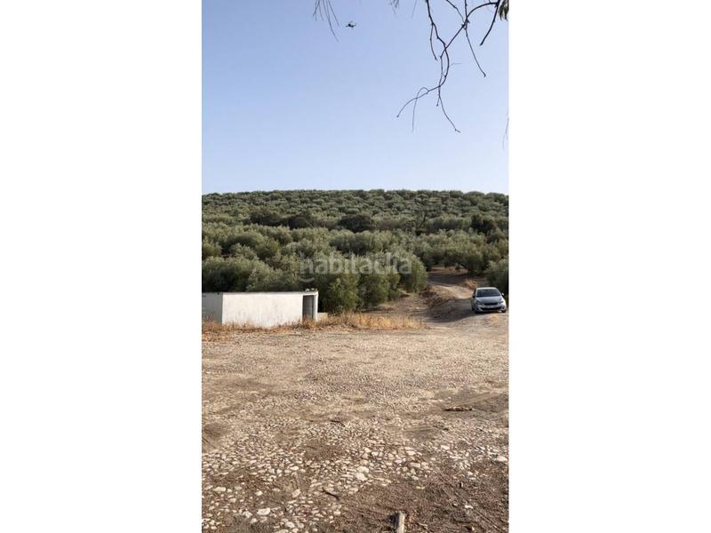 Foto 57dd322f-a1a9-469f-a8fd-e3e56fcfda9c. Fondo rustico in Cabra