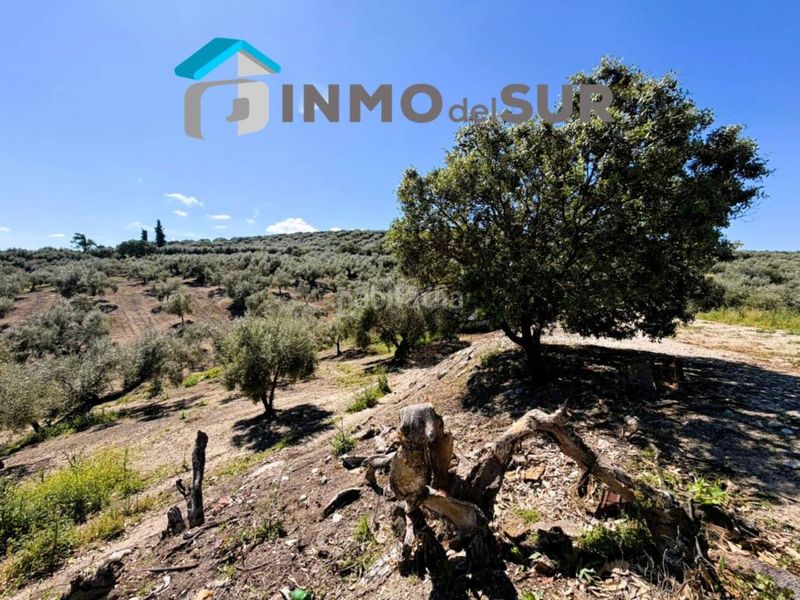 Foto 6b0ada7e-90ae-4ea0-aba2-f995a4022d3d. Finca rústica finca parcela de olivos cerillo el viento en Cabra