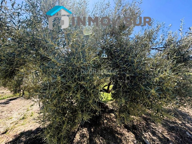 Foto 9d6547c3-e1b1-4d66-89fa-01450ffb399c. Finca rústica finca parcela de olivos cerillo el viento en Cabra