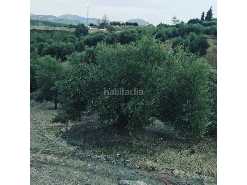 Foto d5dc4142-fee5-4b79-a897-1dfadc7ac77b. Fondo rustico in Cabra