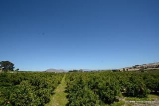 Terreny residencial a Jacarilla. Oportunidad !! finca rústica plantada de naranjos en jacarilla,