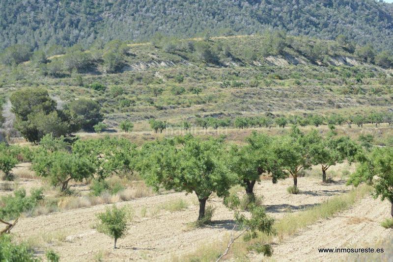 Foto 6827a9e4-c558-4a77-9211-405fd2665491. Fondo rustico in Sucina Murcia