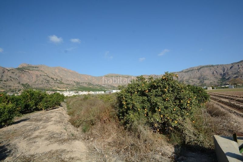 Foto 0daa3a43-43ab-4571-a680-6777f0a1320a. Finca rústica a Montepinar - La Aparecida - Raiguero Orihuela