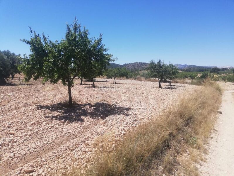 Foto d48af310-341d-4f9d-bc76-e9da3de8ed9d. Rural plot in el poste partido de collado del rey 176 in Abanilla