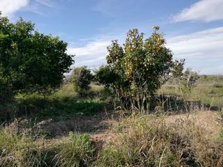 Rural plot in Huerto naranjos. Finca rústica en huerto naranjos murcia
