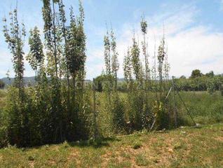 Landgut in Avenida del Palmar