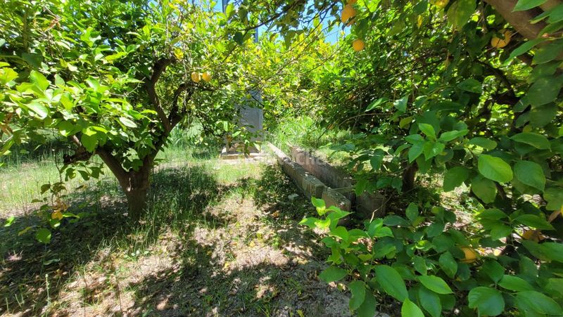 Foto c1a1272f-6e62-4187-8203-03cdb873e455. Finca rústica a Vistabella Murcia