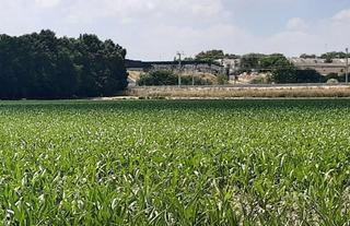 Finca rústica  Lugar huerta de abajo tiersa y longuera. Finca rústica en huerta abajo tiersa y longuera, getafe