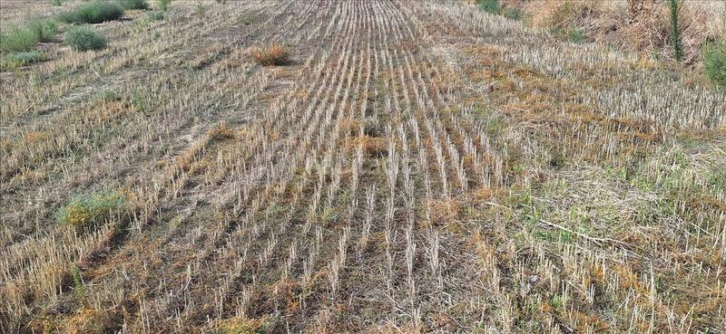 Foto 3228d851-5f2a-4910-a282-073a24d18c06. Finca rústica a Torrejón de Velasco