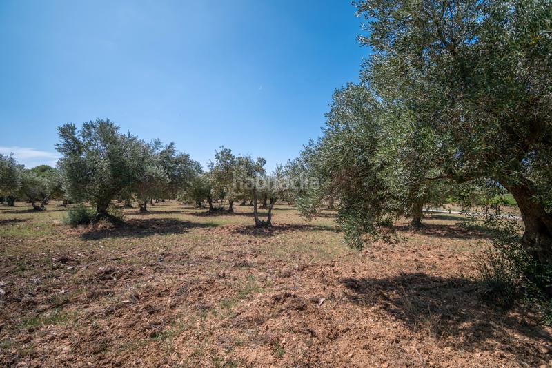 Foto e66fc07f-c783-49e1-9ef5-8949cdf17135. Mas avec chauffage parking piscine dans Nord Roses