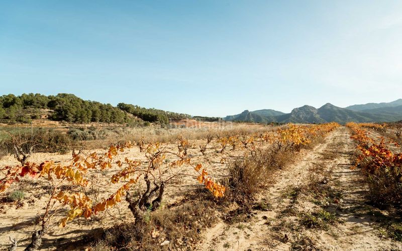 Foto c8160c0d-0459-45e8-984d-018e8b3e1f9e. Terreno residencial en 15 terrenos en venta con 20 hectáreas y viñedos, tarragona en Bot