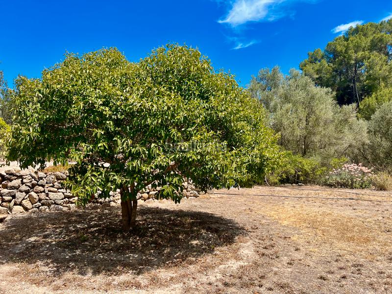 Foto c92b130a-67dd-4eb5-b149-cdb9759ffa8a. Bauernhof mit parking in S´Arracó Andratx