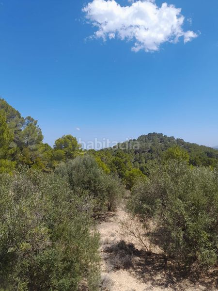 Foto a03faf66-7f34-4701-af49-1fca66925991. Finca rústica a Xirles Polop