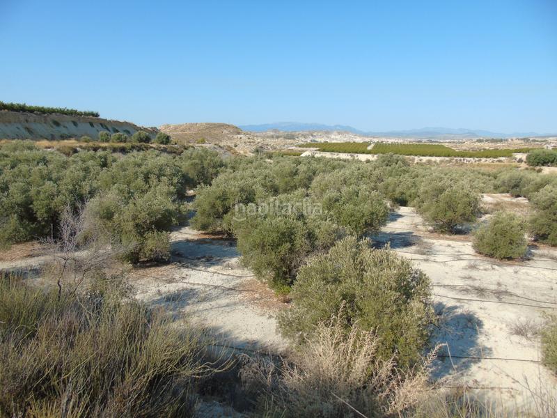 Foto 48d49034-9b25-45e9-861a-4db5a7f49f15. Finca rústica a mu-531 192 a Alguazas