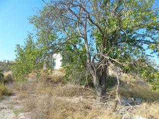 Propriété  Mu-531 192. Finca en alguazas 19.400 metros cuadrados con casa