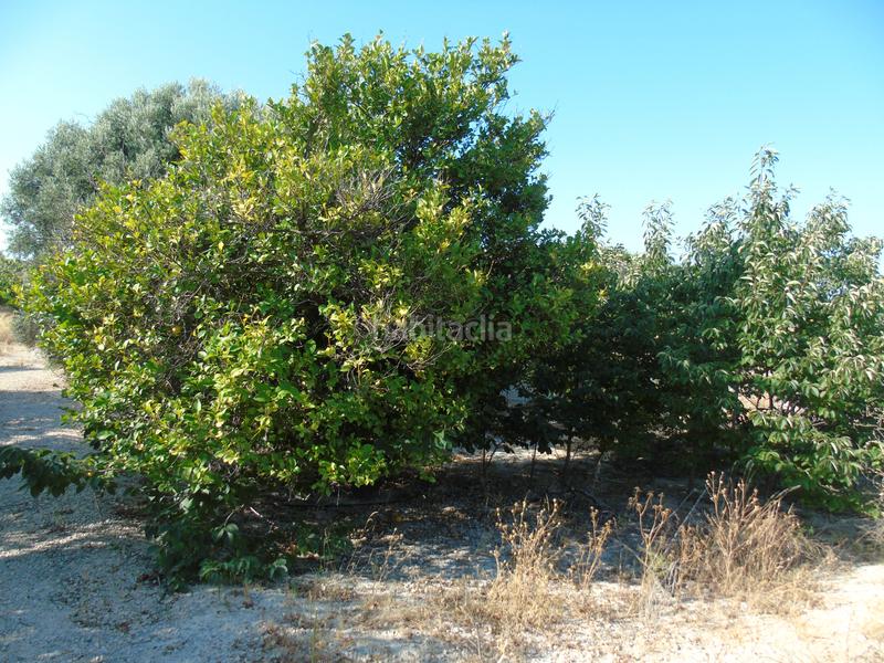 Foto 6e16d88b-e44b-45b3-a129-870b1908d7af. Finca rústica a mu-531 192 a Alguazas