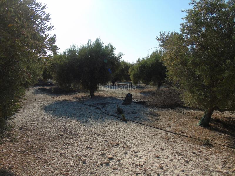 Foto 93d47b67-8d3f-449a-bd33-5c0dc9a3c5de. Finca rústica a mu-531 192 a Alguazas