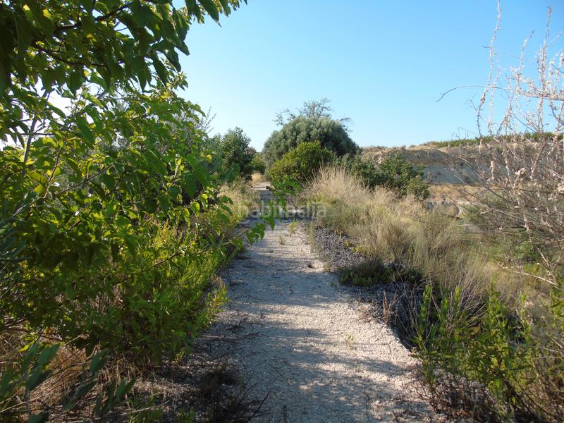 Foto e8e92303-36bf-438c-95f5-300b2e2576c0. Finca rústica a mu-531 192 a Alguazas