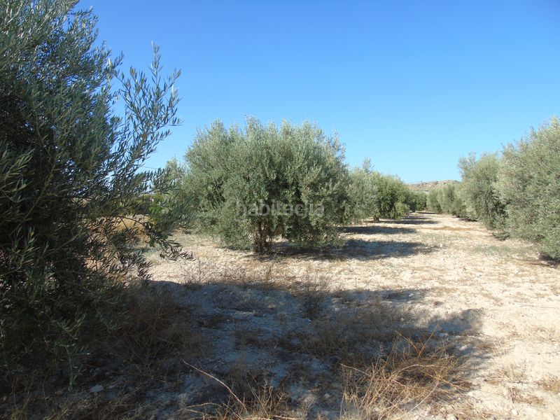 Foto d61e0672-f185-4c72-8a58-1d70748ce40b. Finca rústica a n/a a Fortuna