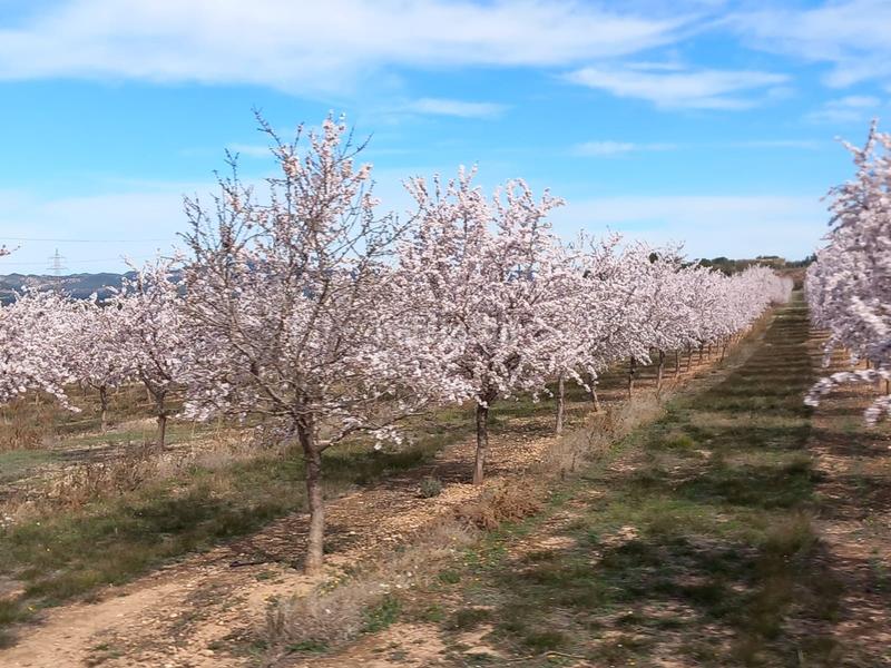 Foto 20f8d5ca-8761-43c7-aae3-a58ddfc7130c. Finca rústica a plaça dels arbres 10 a Vila-rodona