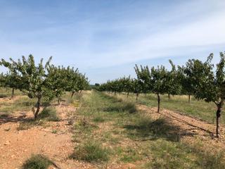 Finca rústica a Valls. Finca de almendros con pozo de agua