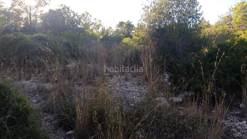 Foto e4ddaa0c-141e-4e30-a8ff-86e27821d92e. Finca rústica a plaça sector 43 21 a Coma-ruga platja Coma-ruga