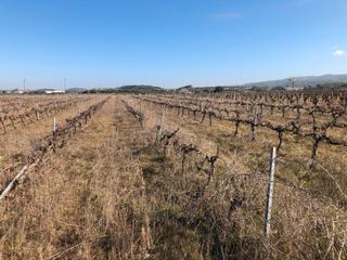 Finca rústica a N-340 56. Se vende finca rustica en arboç