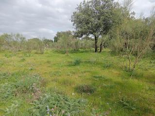 Wohngrundstück in Castilblanco de los Arroyos. Magnífica parcela urbana en la urb. sierra norte  castilblanco d