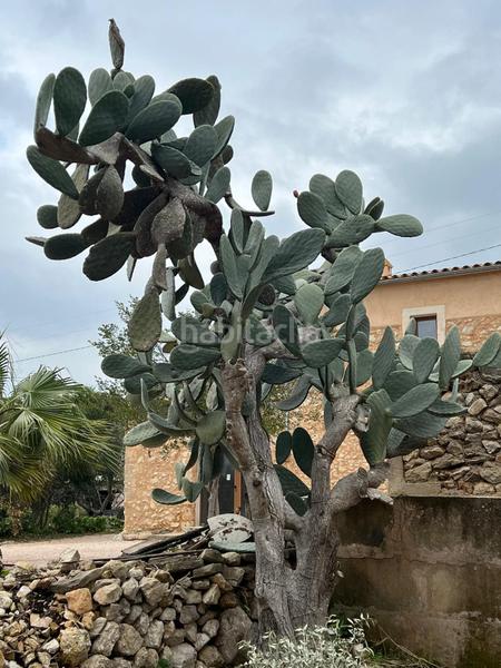 Foto edbf71fa-82fa-482e-837a-fd83dfe1c592. Alquiler masía casa rustica entre y es carritxo en Felanitx