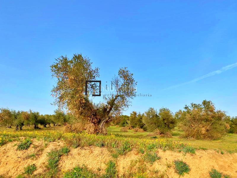 Foto 17ba892e-3c59-4326-9705-ed13cdce9eb3. Finca rústica en Bargas