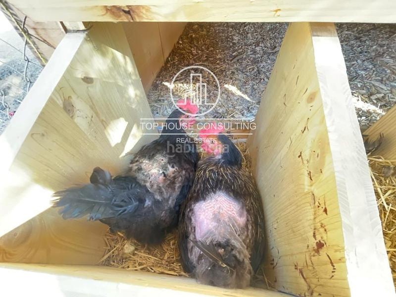 Foto 8a5dd553-0de2-45d8-bf86-676d738d3fb7. Finca rústica  en canet de mar en Arenys de Munt