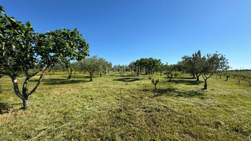 Foto 3143fbf3-0e52-480d-85f0-e82d5da916df. Masía en n/a casa de campo a 10 minutos en Valdesalor - Rincón de Ballesteros Cáceres