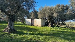 Propriété à N/a. Olivar en valencia de alcántara