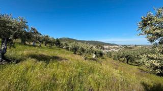 Rural plot in N-521 14. Olivar en aliseda