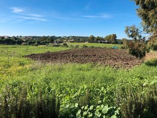 Masia a Barbate. Magnifica finca rustica con vivienda en zona muy tranquila.